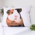 Guinea-pig 02 4.jpg